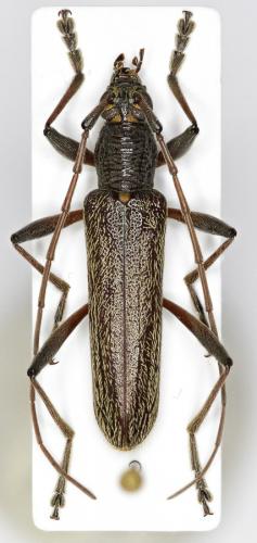 Oemona hirta